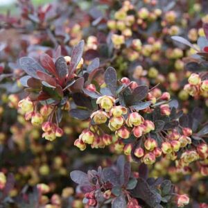 Berberis thunbergii f. atropurpurea 'Atropurpurea Nana' 10-15 cm